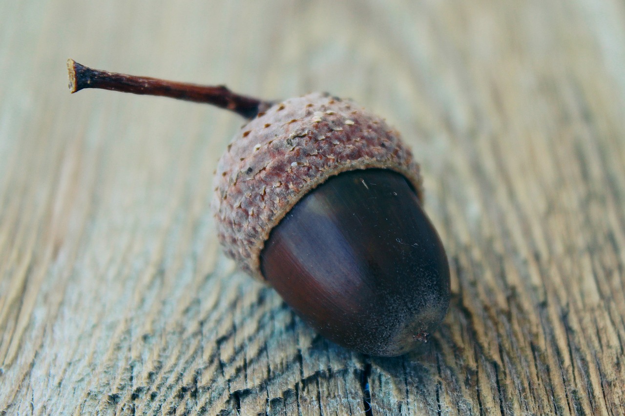 acorn autumn nature free photo