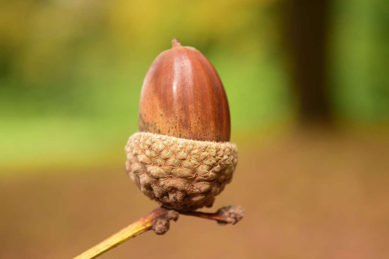 acorn close background free photo