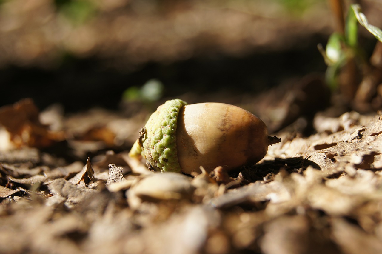 acorn fruit autumn free photo