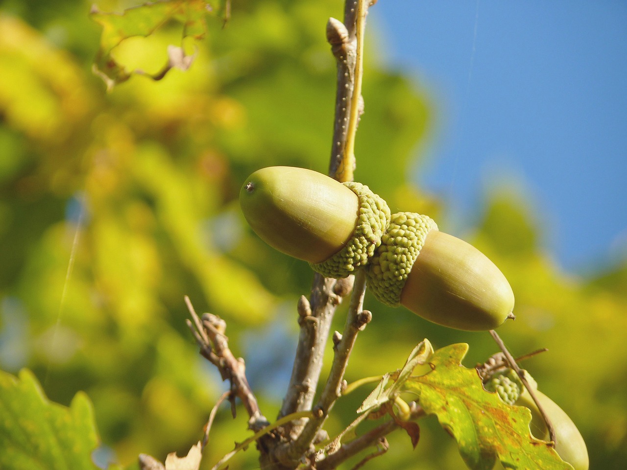 acorn fruit tree free photo