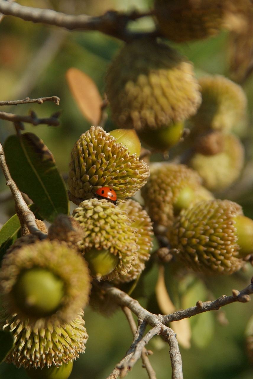 acorn quercus ithaburensis mount thabor's oak free photo