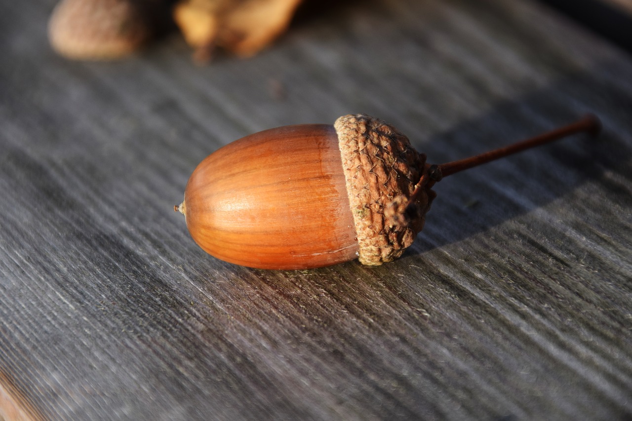 acorn close nature free photo