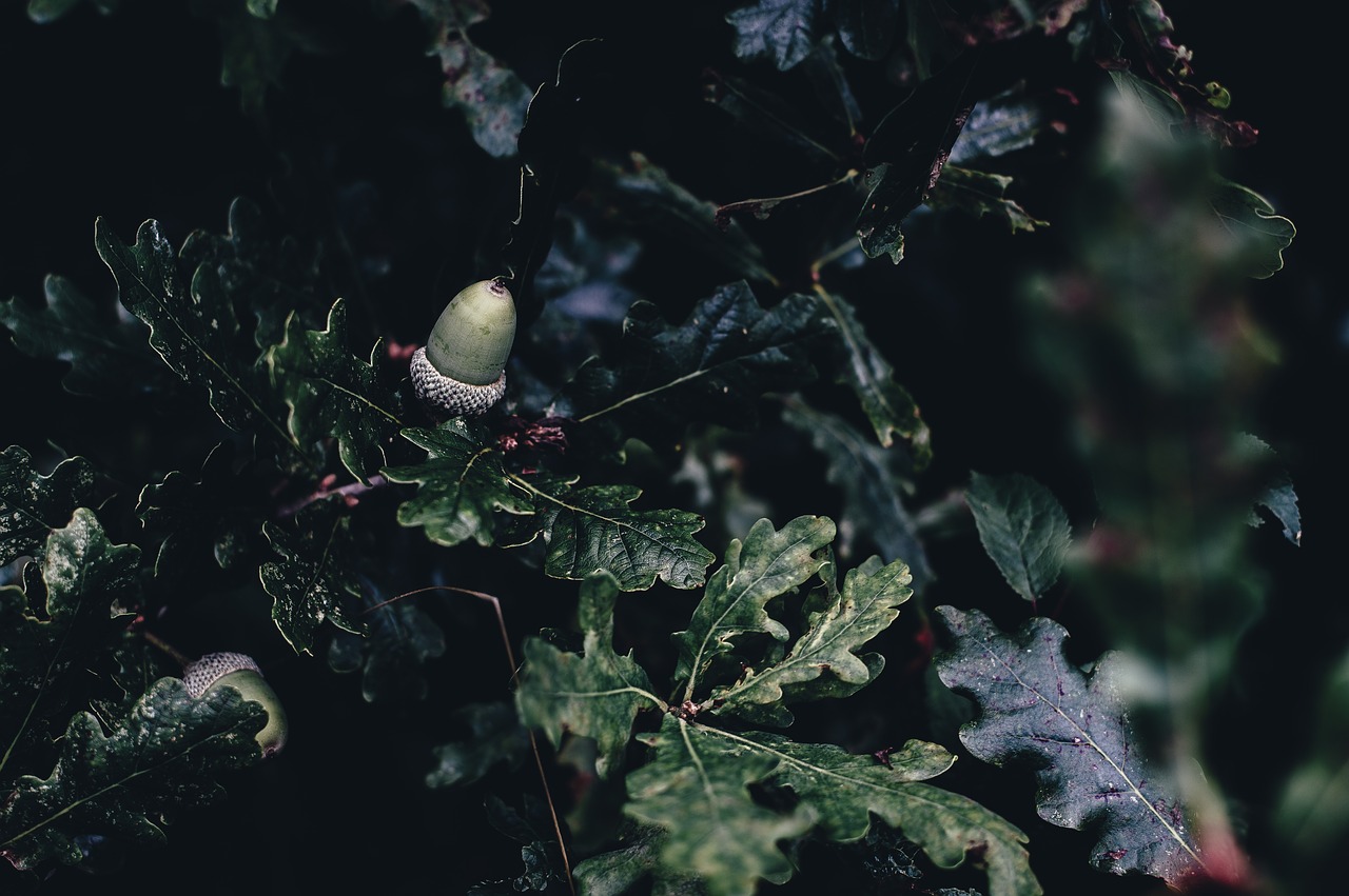 acorn branch leaves free photo