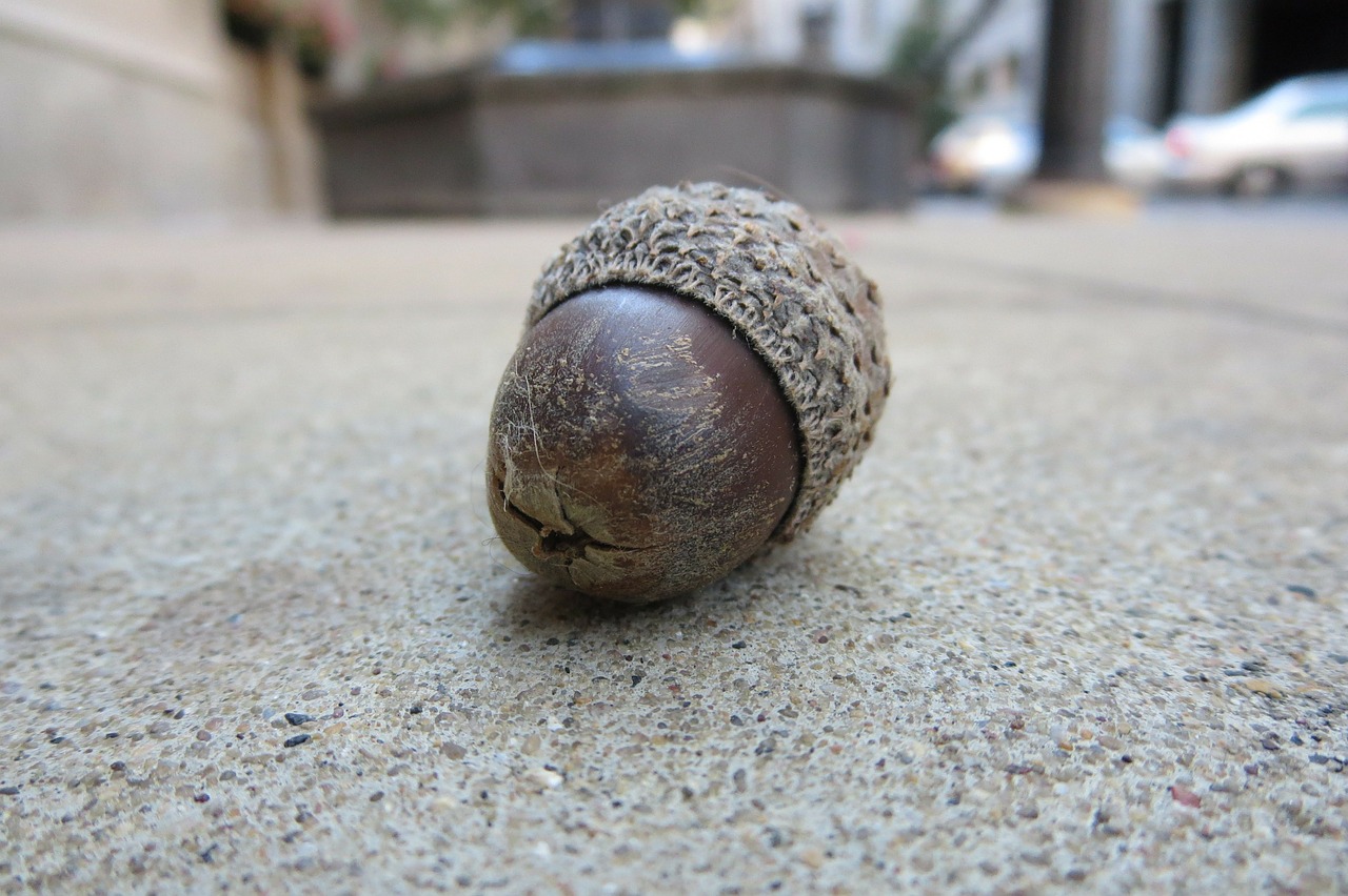 acorn nut nature free photo