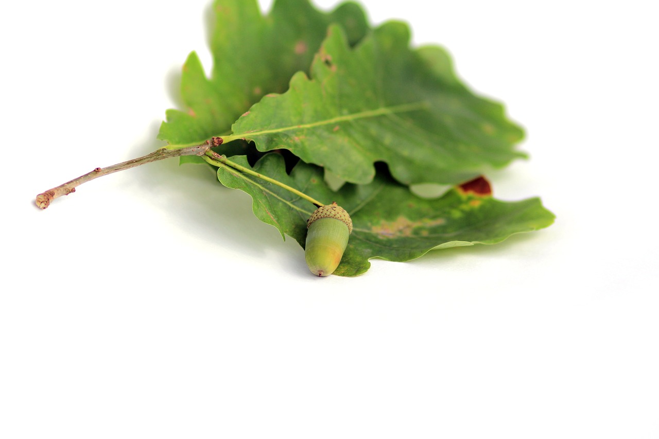 acorn oak plant free photo