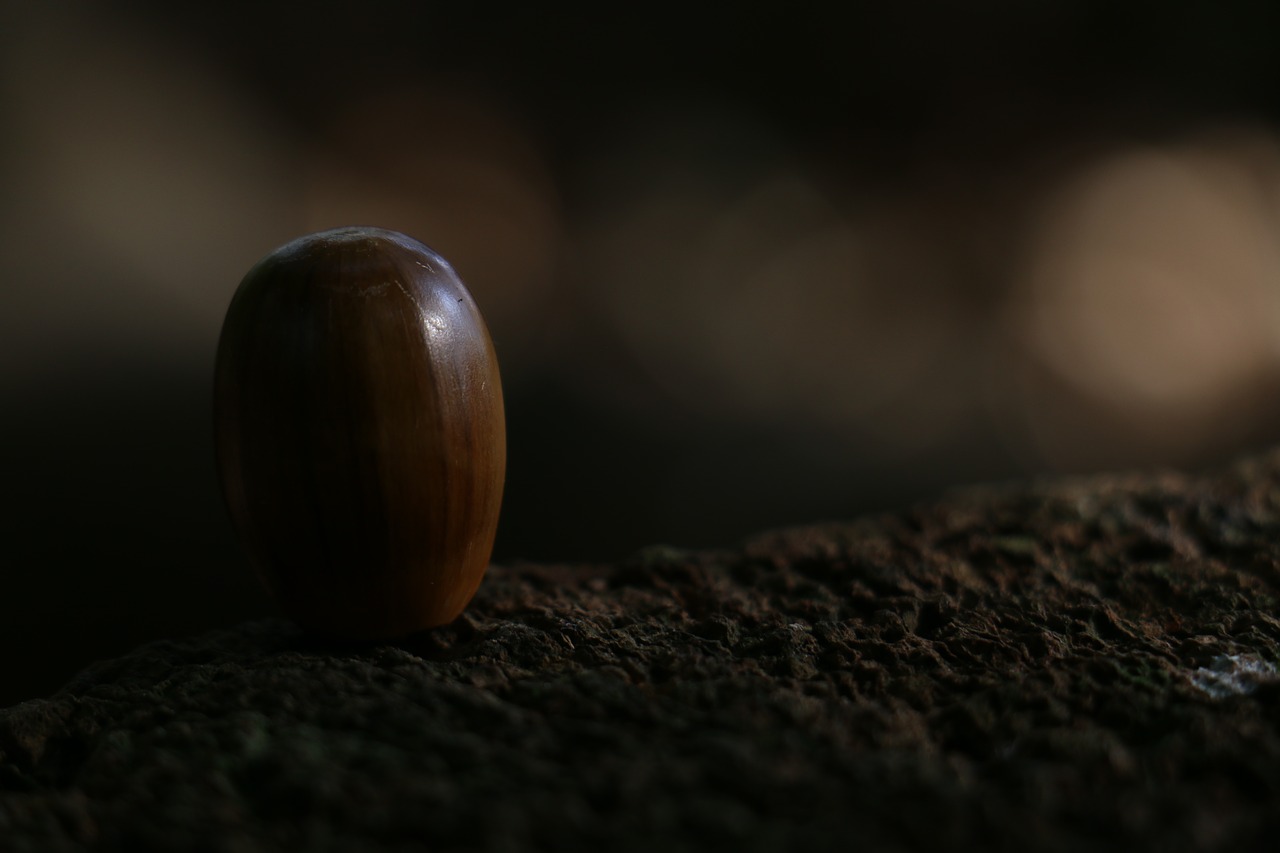 acorn forest fruit dark free photo