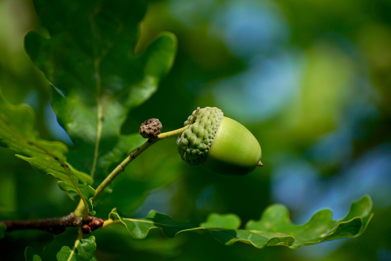 acorn fruit tree free photo
