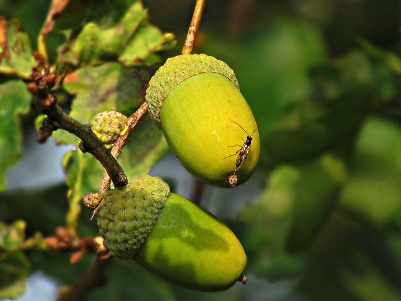 acorn fruit oak free photo