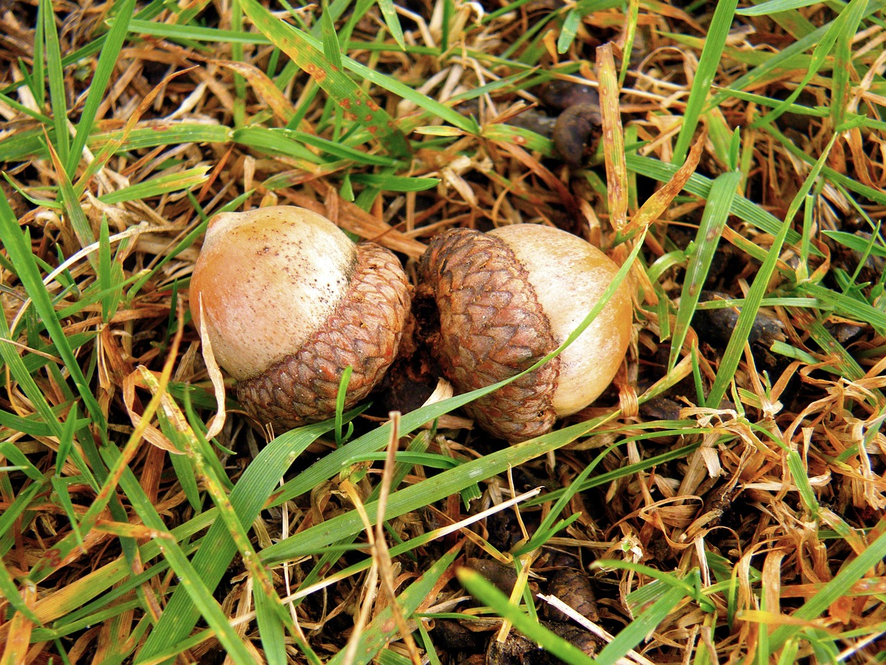 acorn nature outdoors free photo