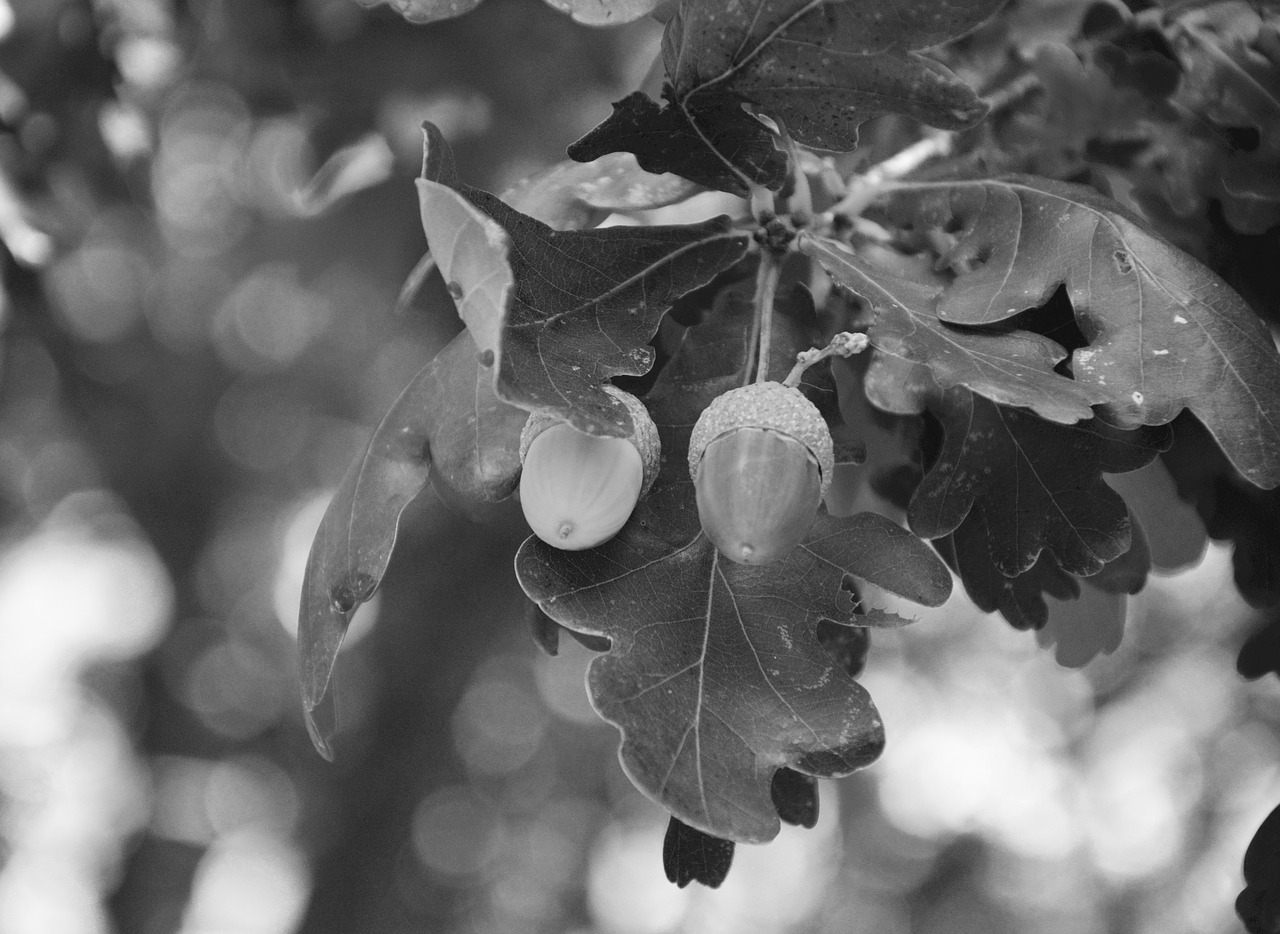 acorn fruit oak photo black white free photo