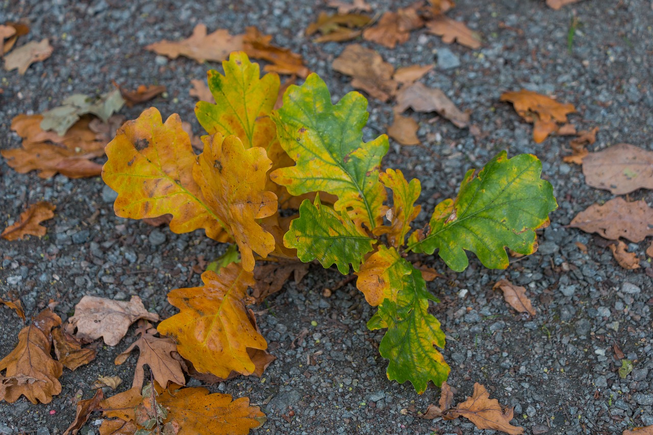 acorn leaves autumn free photo
