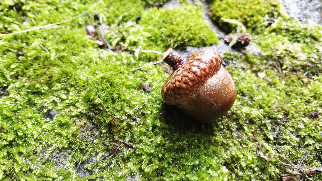 acorn moss roteichel free photo