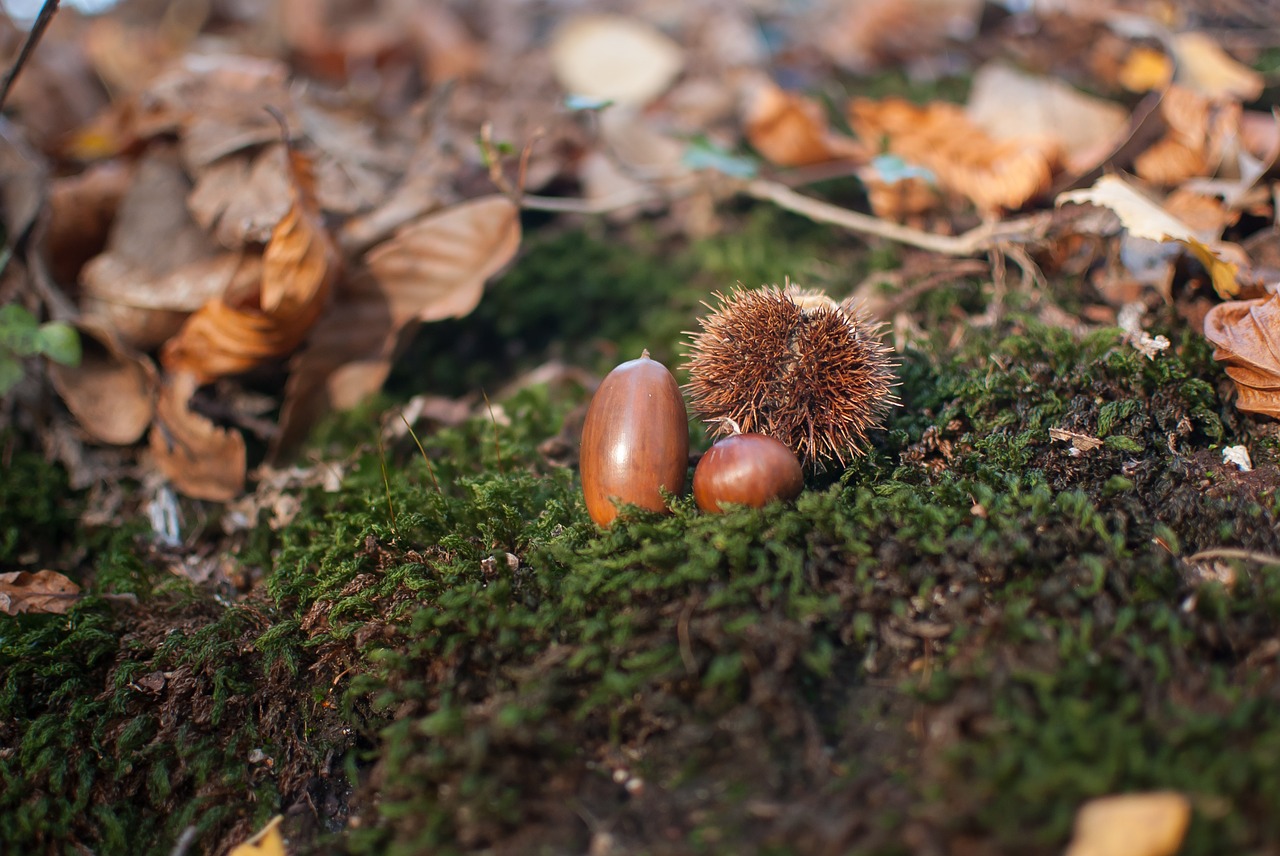 acorn chestnut fall free photo