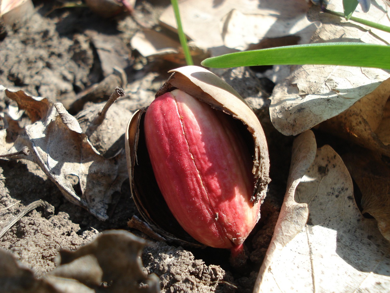 acorn sprout seed free photo