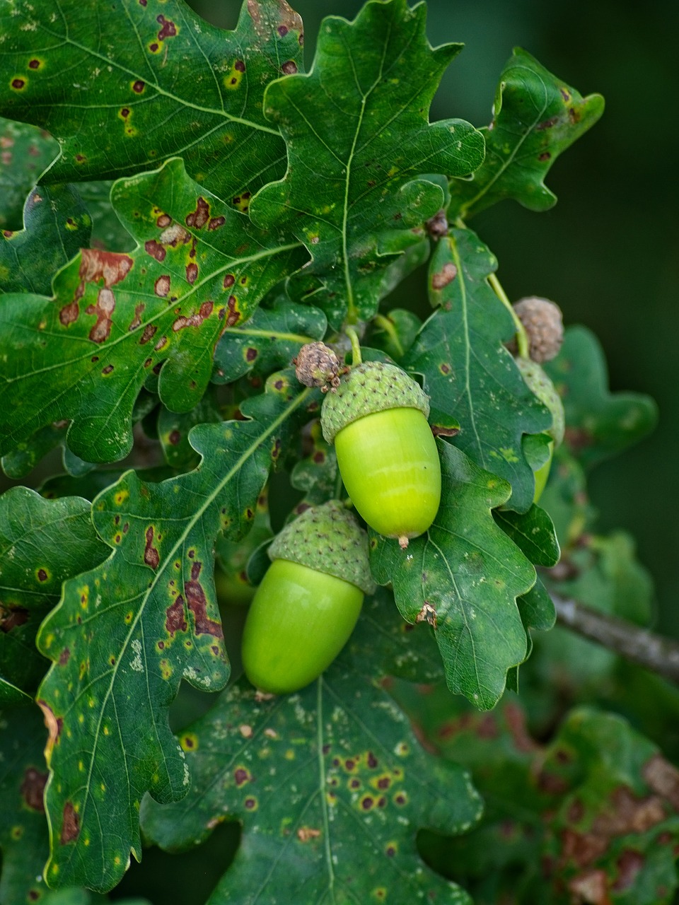 acorn  green  fruit free photo