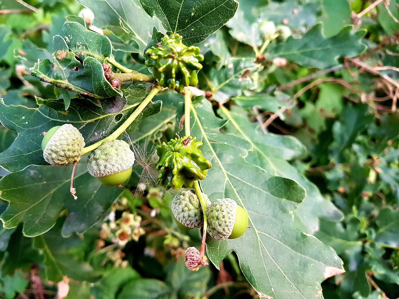 acorn  tree  nature free photo