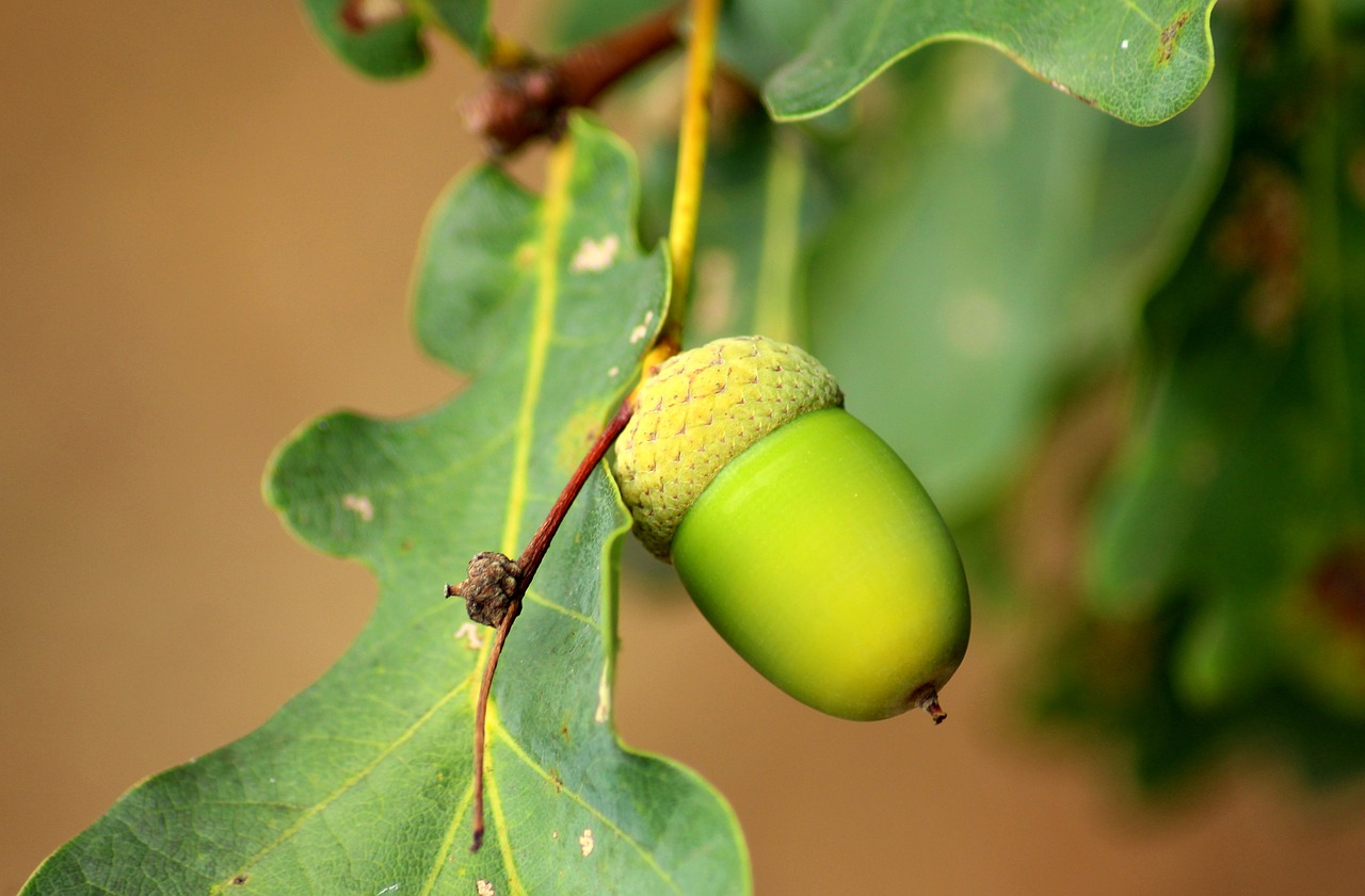 acorn  oak  seedpod free photo