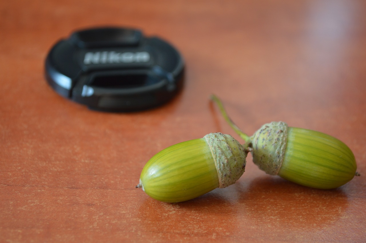acorn  nuts  lens cap free photo