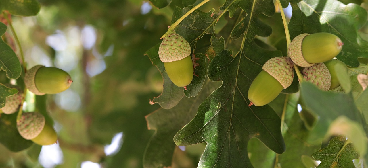 acorn  oak  tree free photo