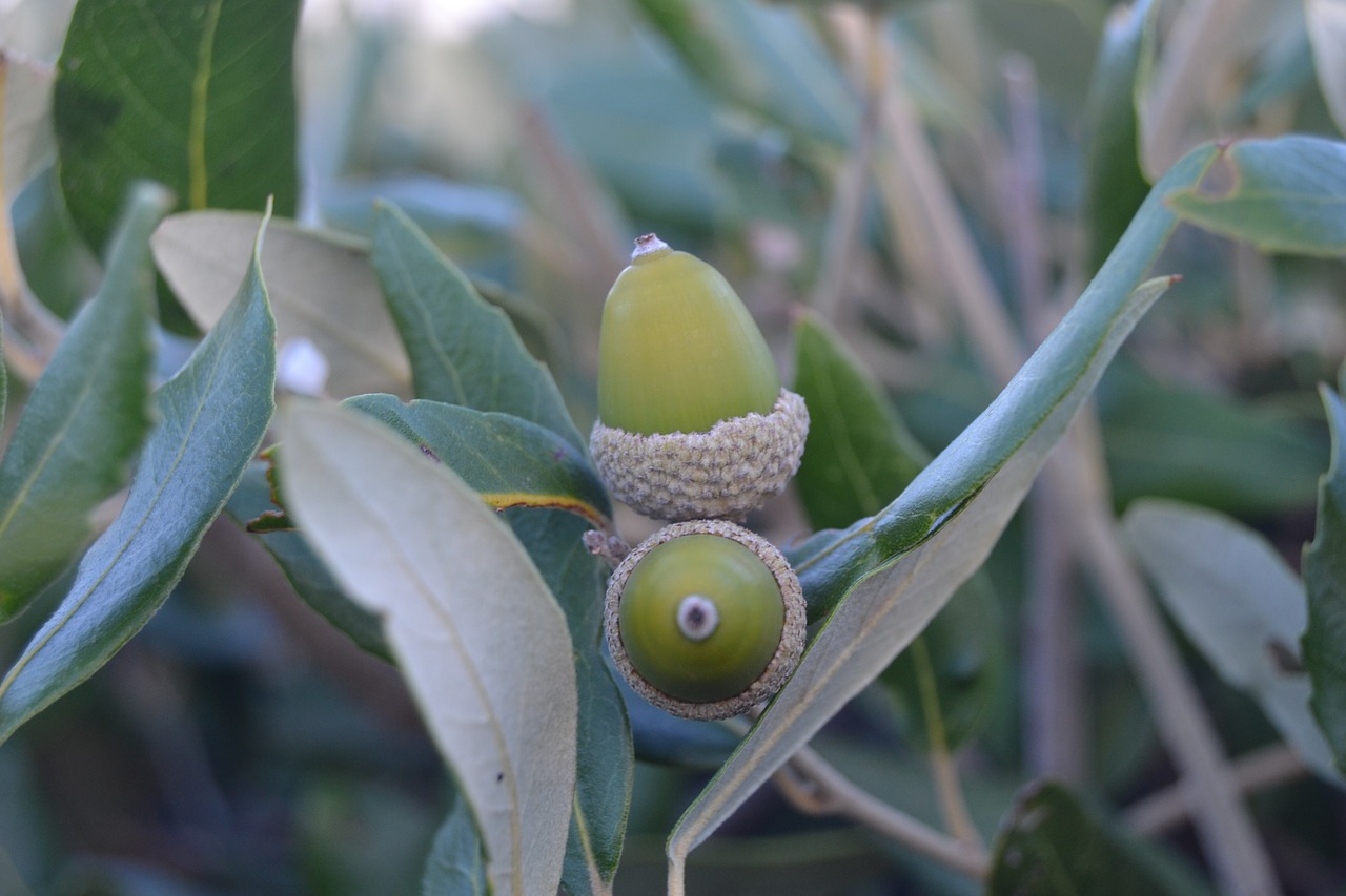 acorn  holm  oak free photo