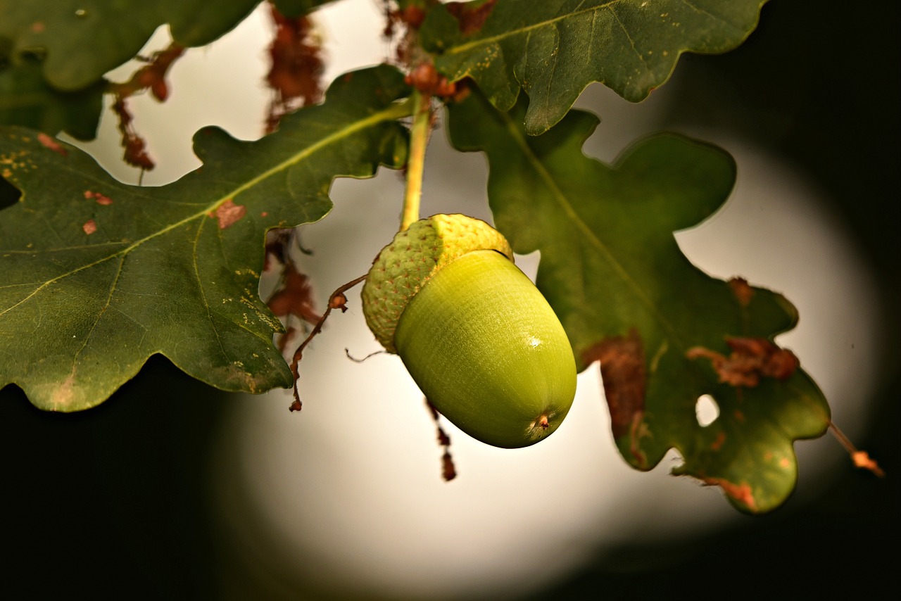 acorn  nut  oak tree free photo