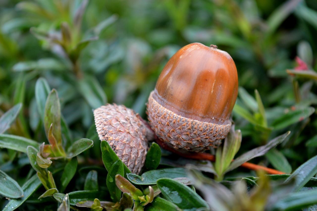 acorn  fruit cups  autumn free photo