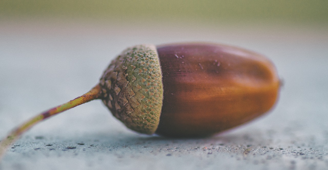 acorn  oak  nature free photo