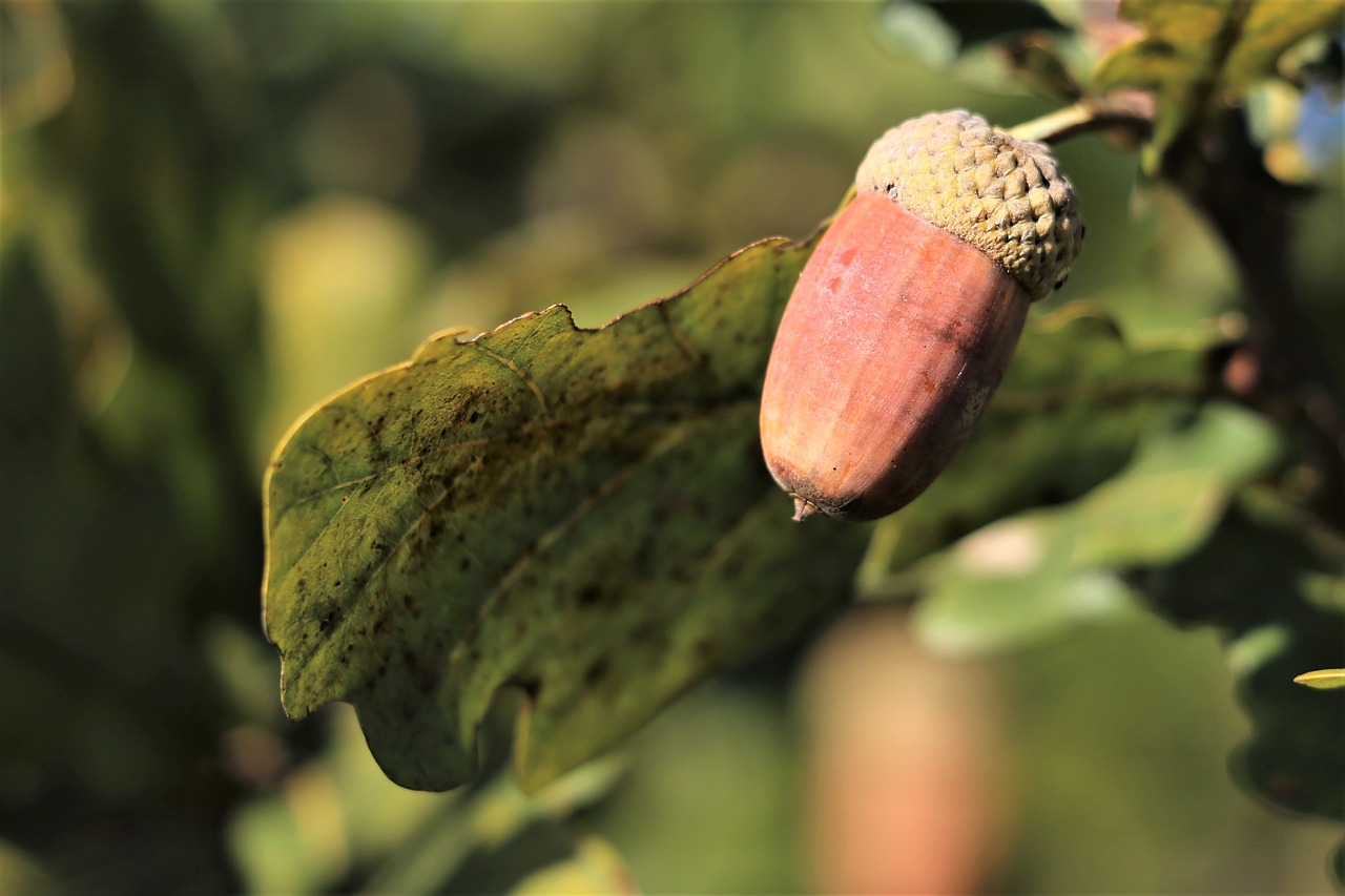 acorn  plant  tree free photo