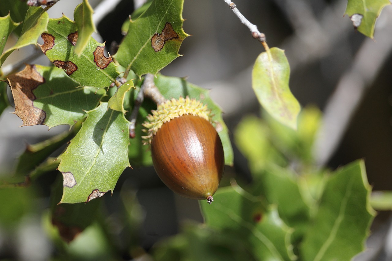 acorn  tree  leaves free photo