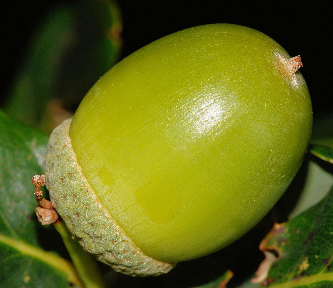 acorn fruit green free photo