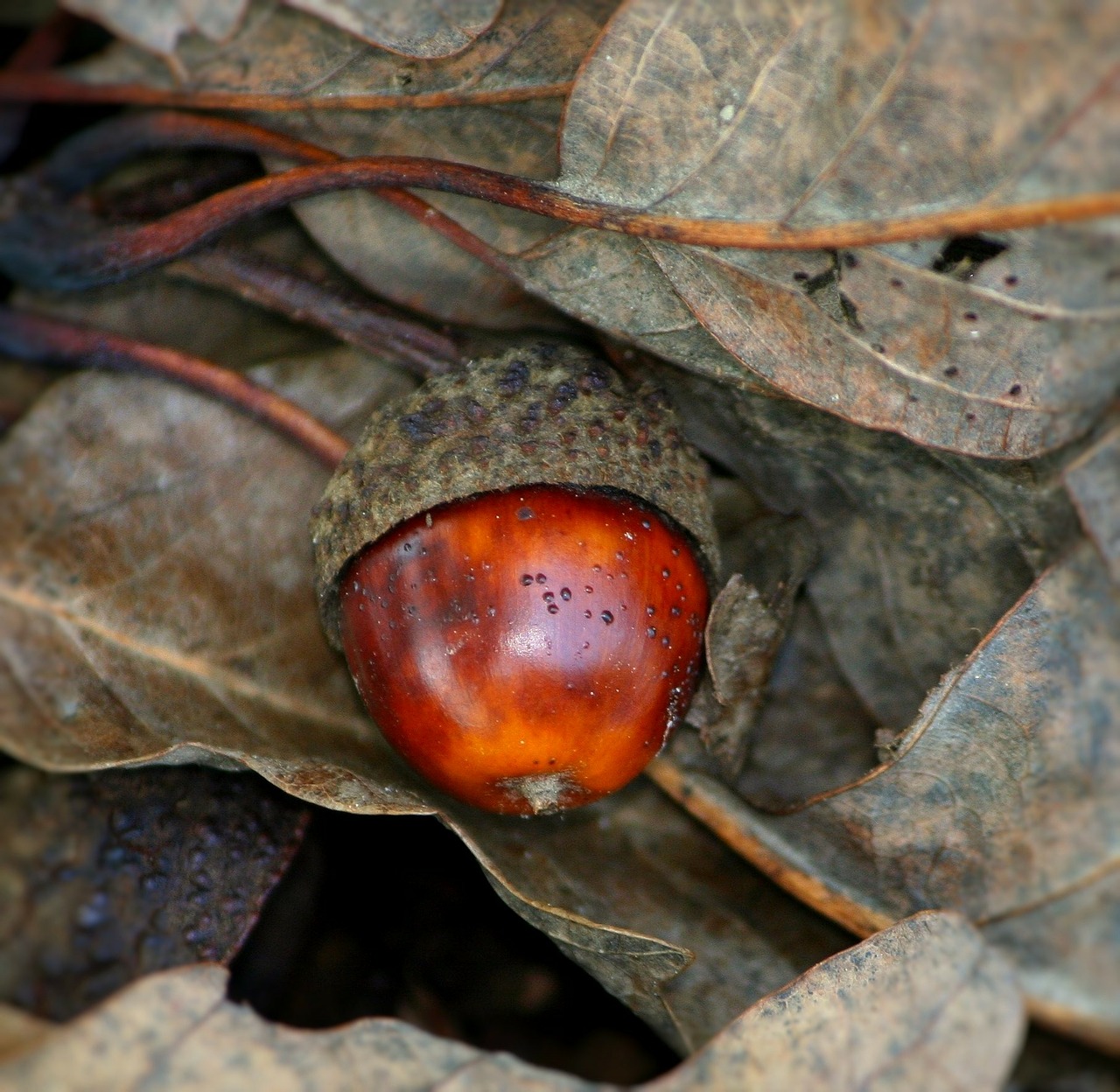 acorn nut oak free photo