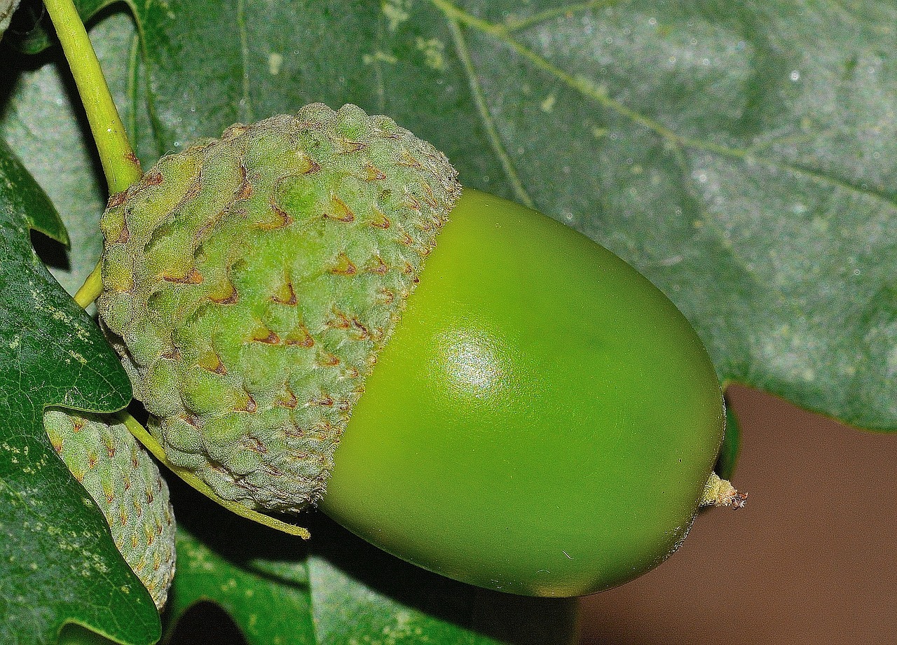 acorn nature quercus free photo