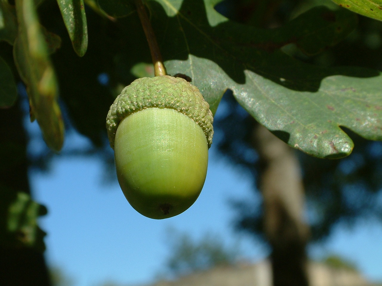 acorn tree nut free photo