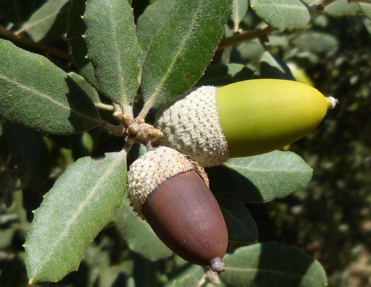 acorn encina mature free photo