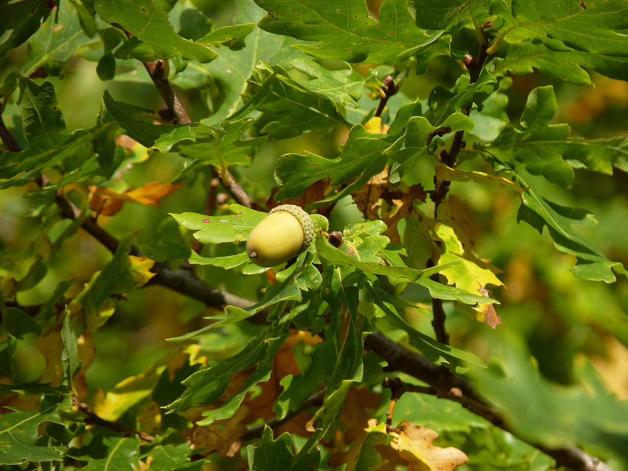 acorn leaves tree free photo