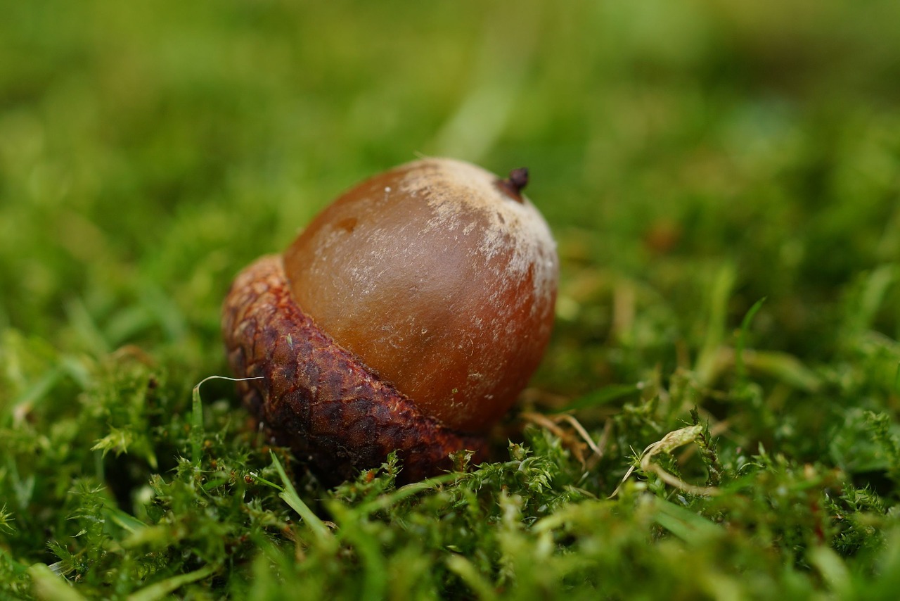 acorn oak oak fruit free photo