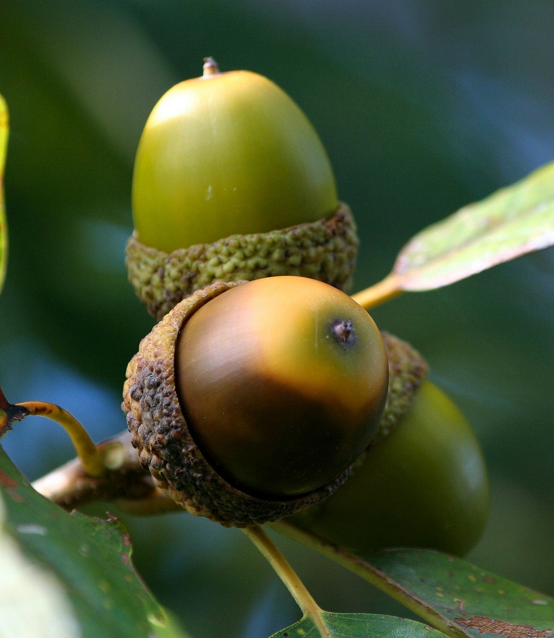 acorn cluster oak seed nut free photo