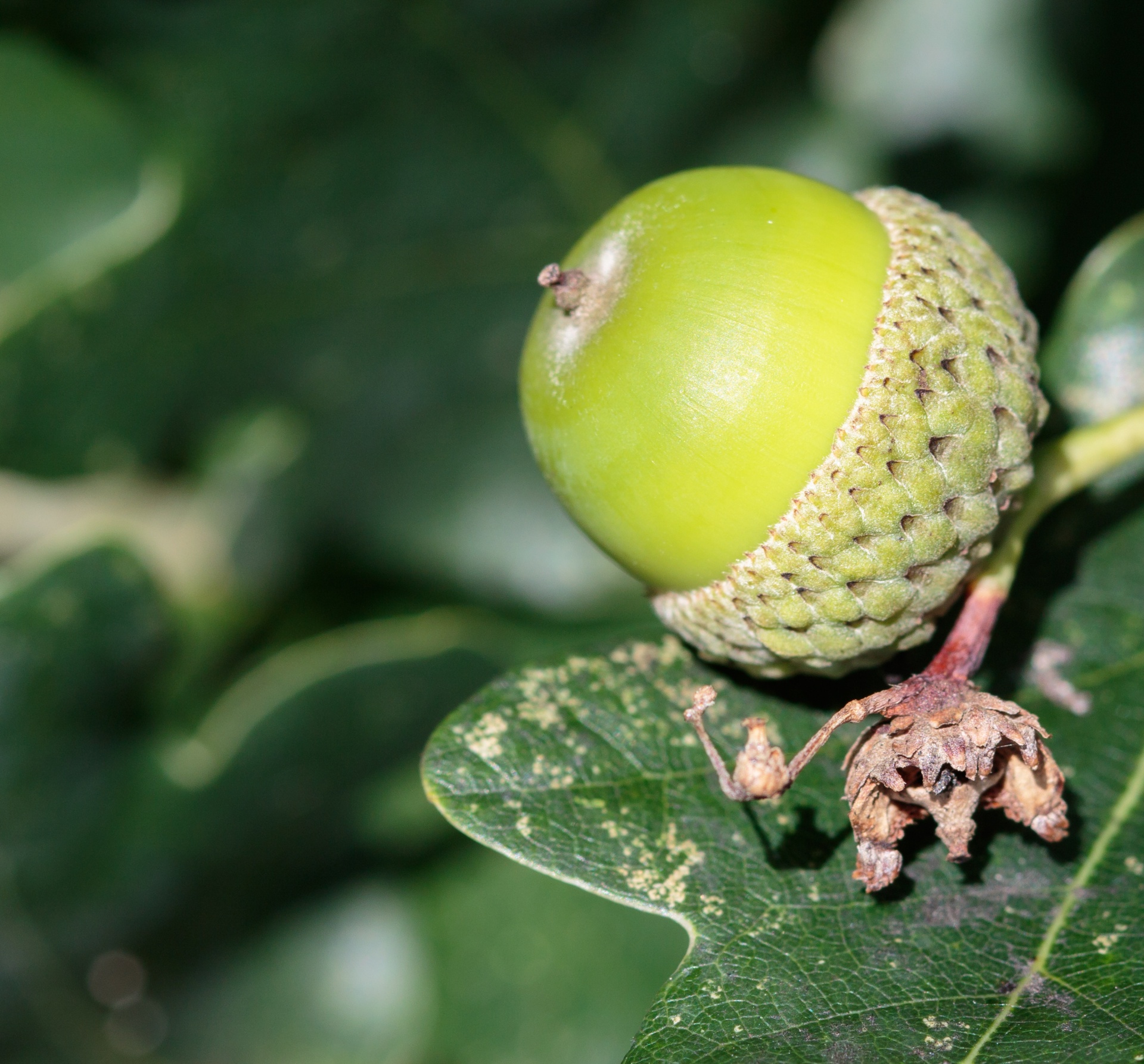 acorn oak leaf free photo