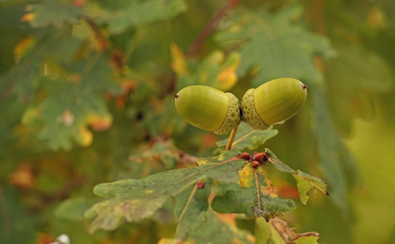 acorns tree fruit forest free photo