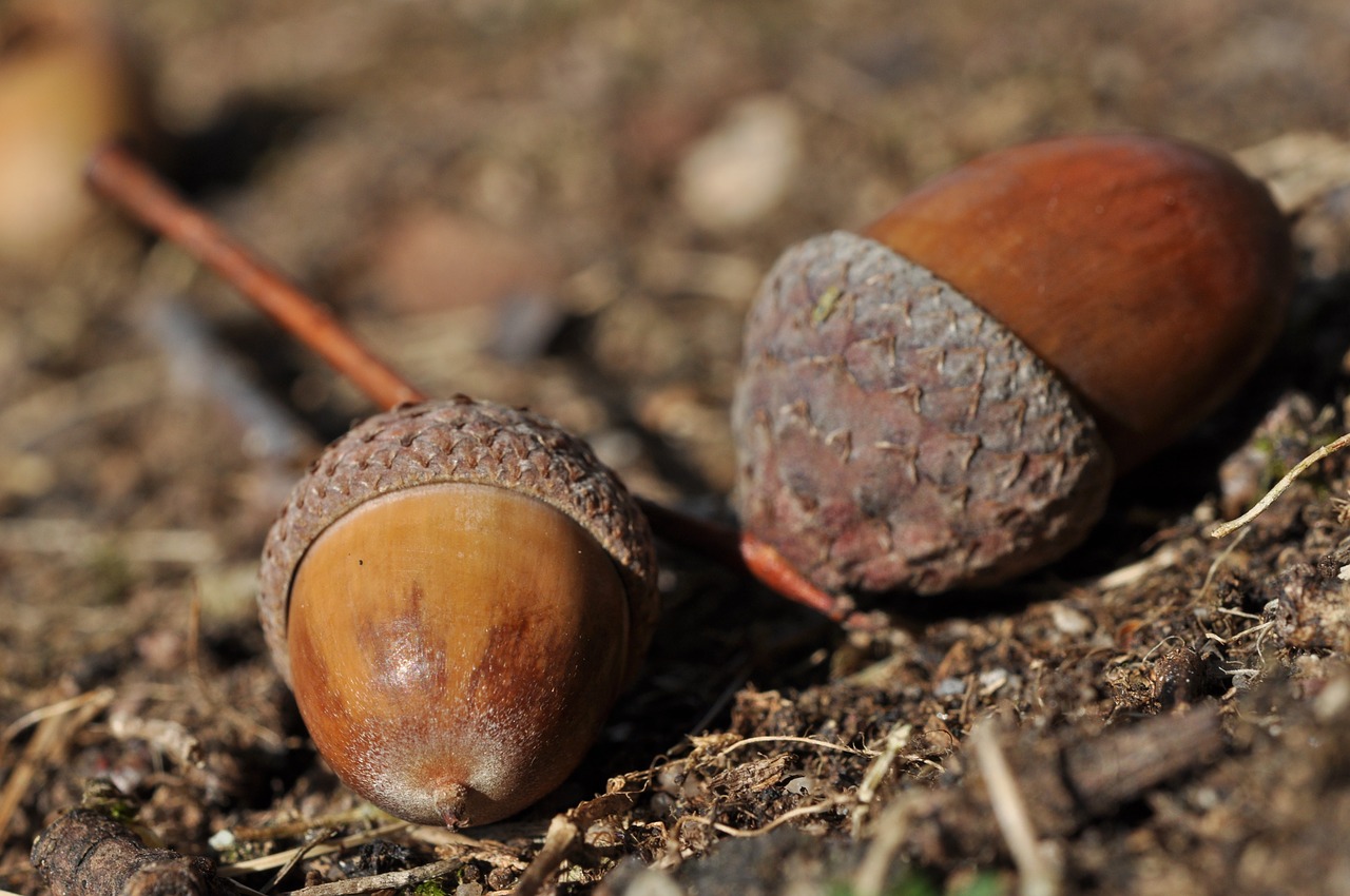 acorns autumn decoration free photo