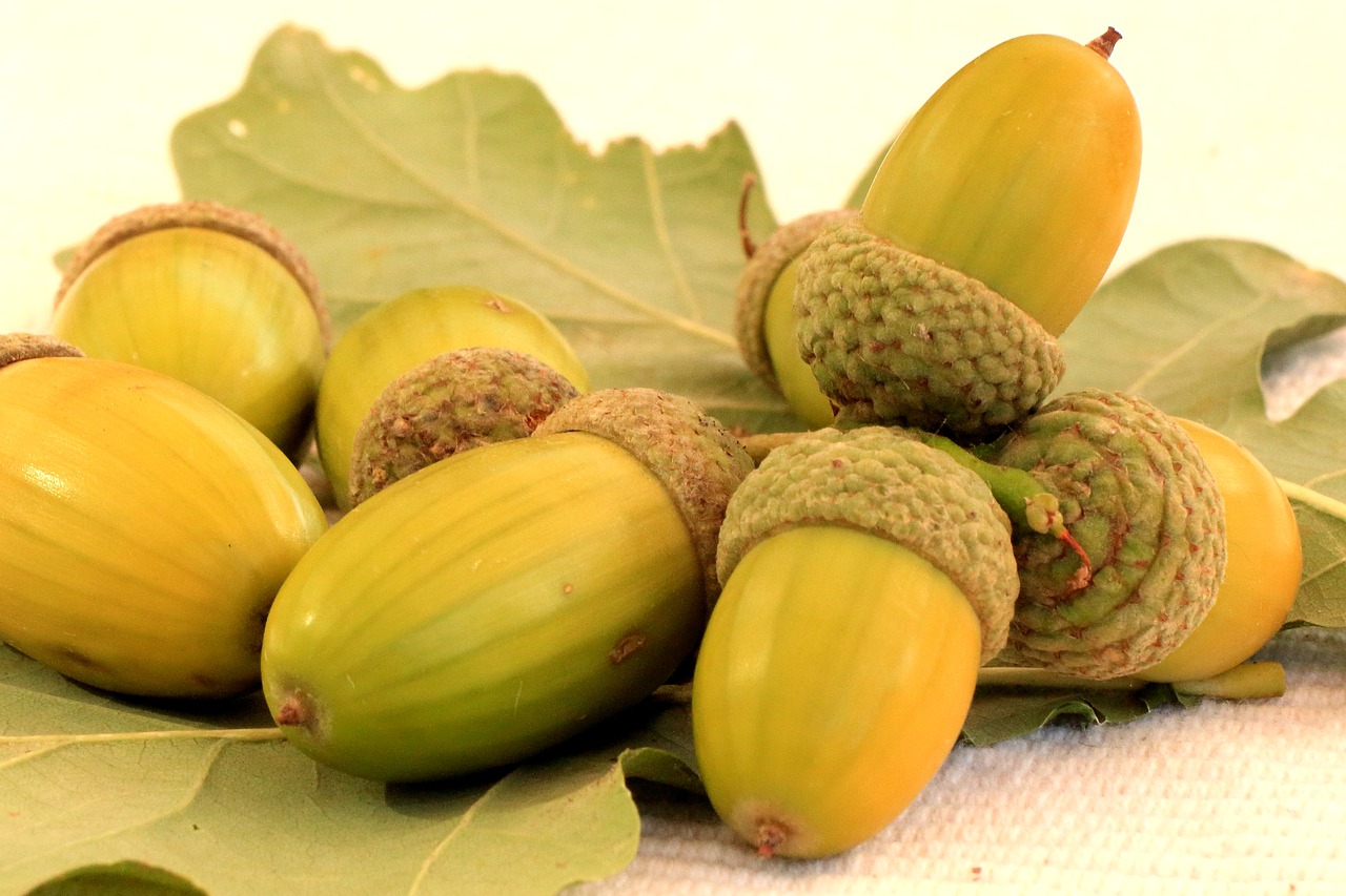 acorns oak autumn free photo