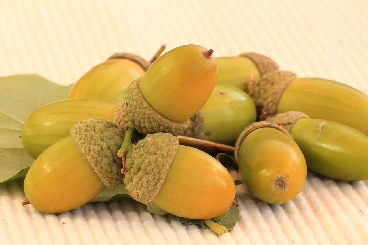 acorns oak autumn free photo