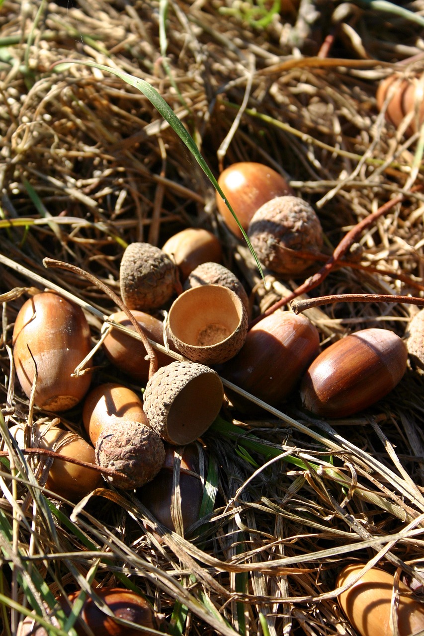 acorns fruit oak free photo