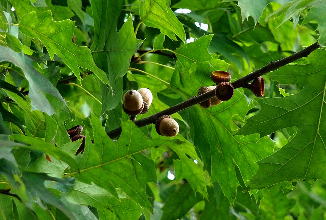 acorns oak nature free photo