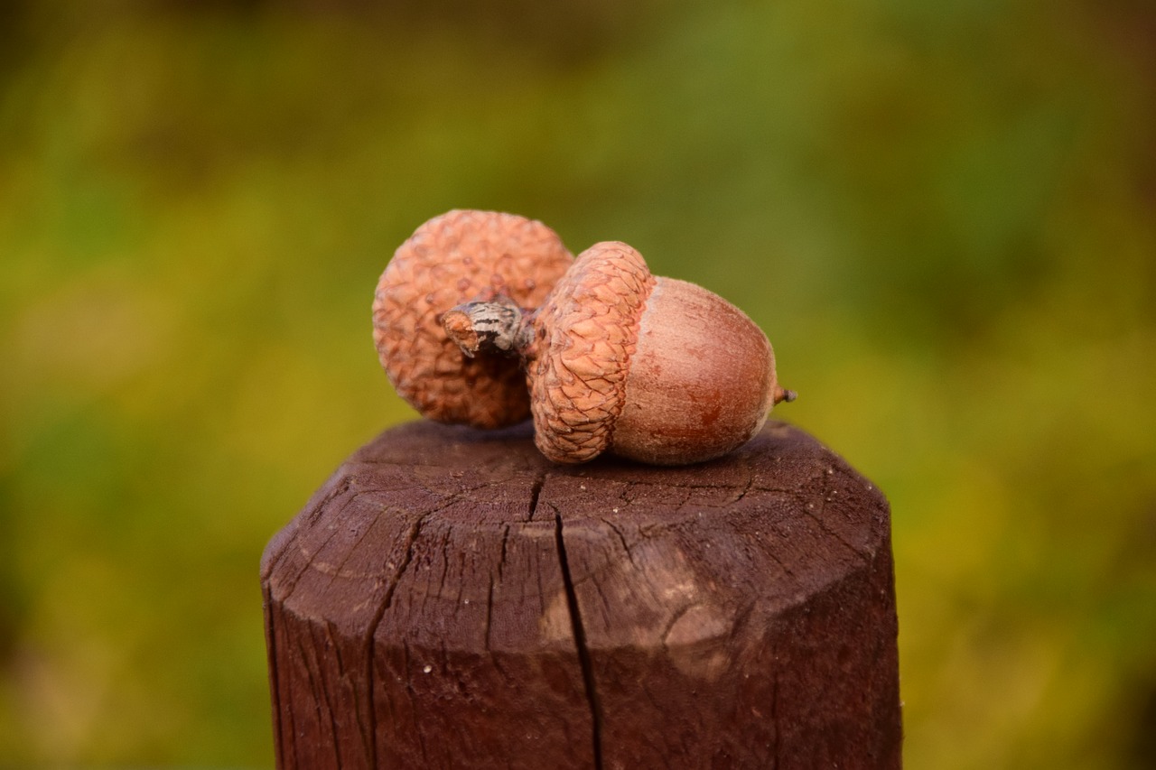 acorns close beautiful free photo