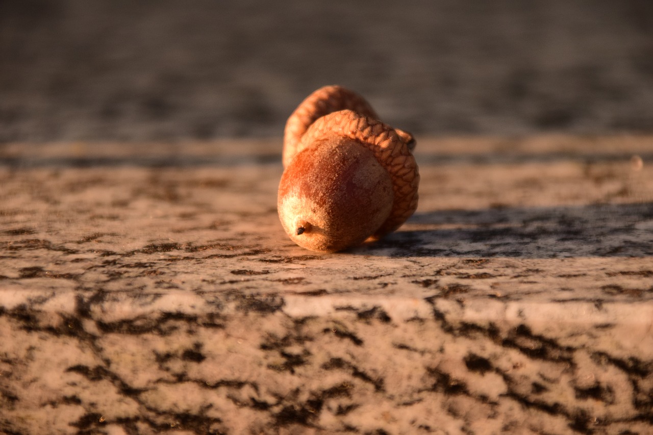 acorns close beautiful free photo