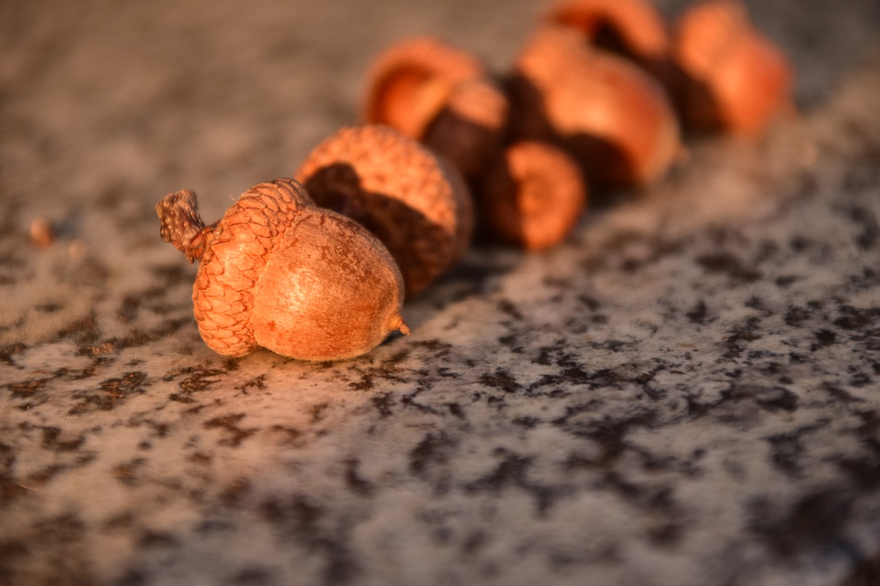 acorns close beautiful free photo