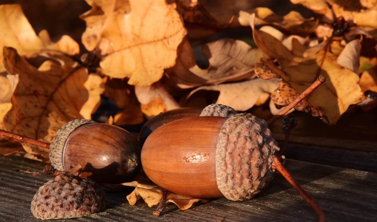 acorns leaves autumn free photo