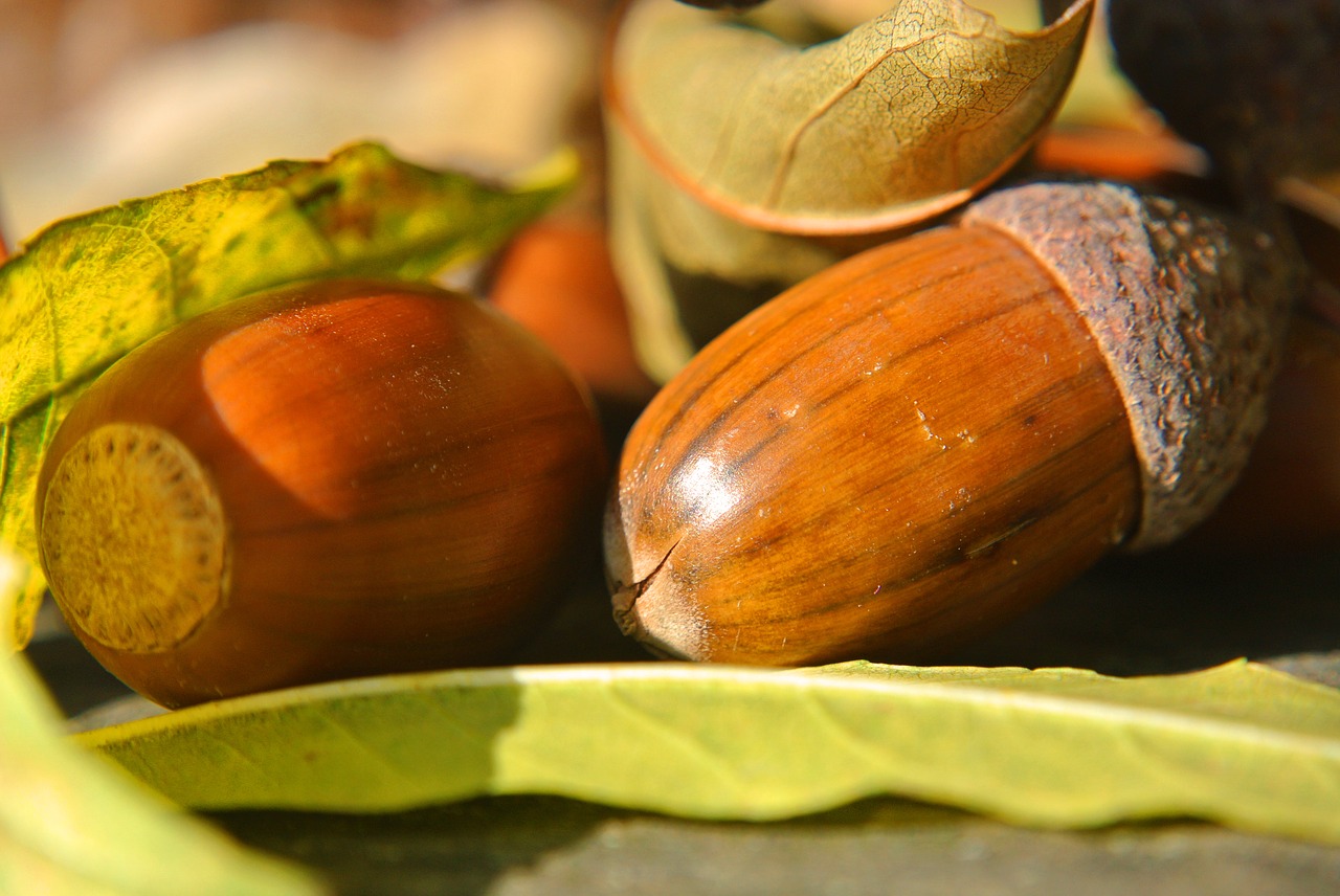 acorns macro close free photo