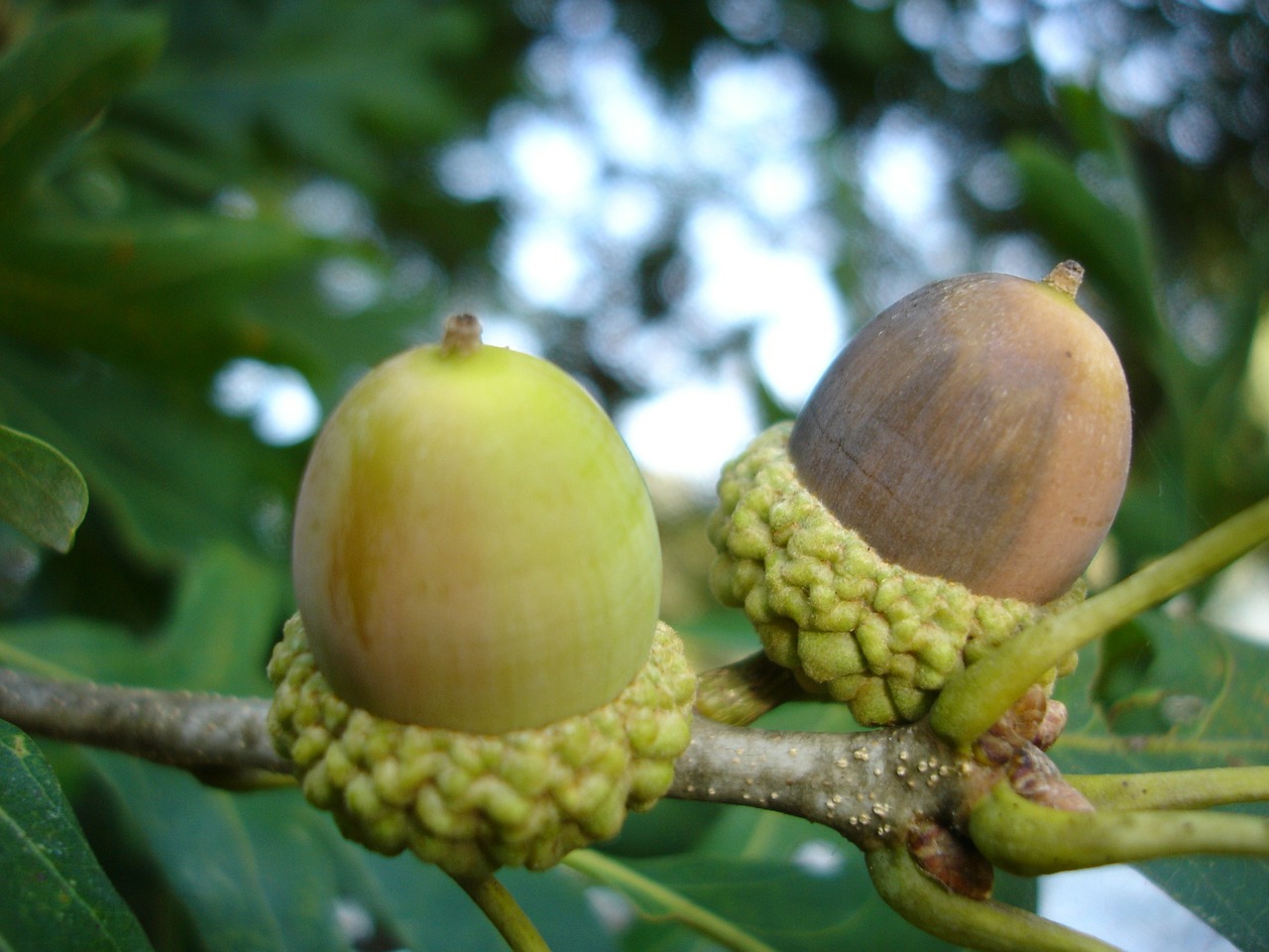 acorns nuts pair free photo